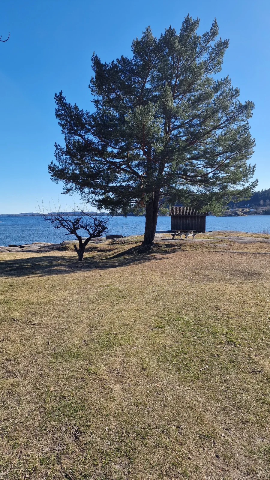 En fredelig plass med et tre og en benk ved vannkanten.